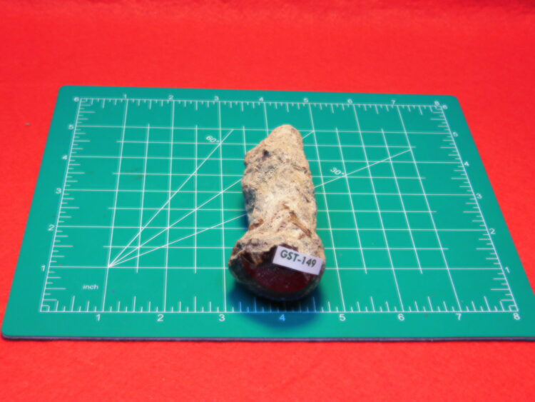 FOSSIL FERN BUD FROM TEXAS