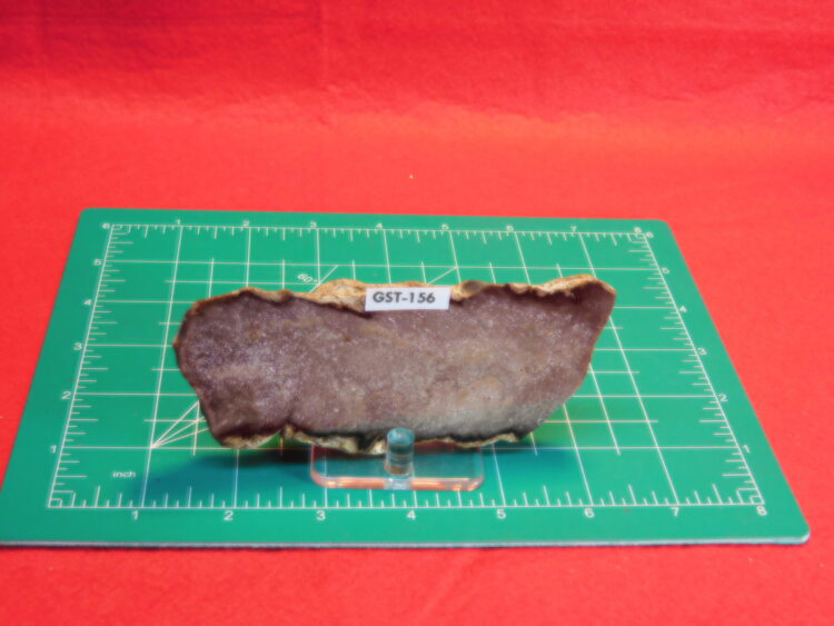 FOSSIL FERN BUD FROM TEXAS