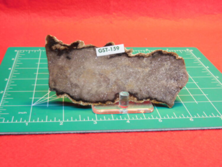 FOSSIL FERN BUD FROM TEXAS