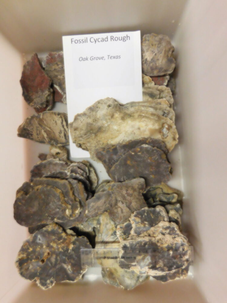 Fossil Cycad Texas Live Oak Co.