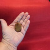 Texas Agate Cabochon Mounted