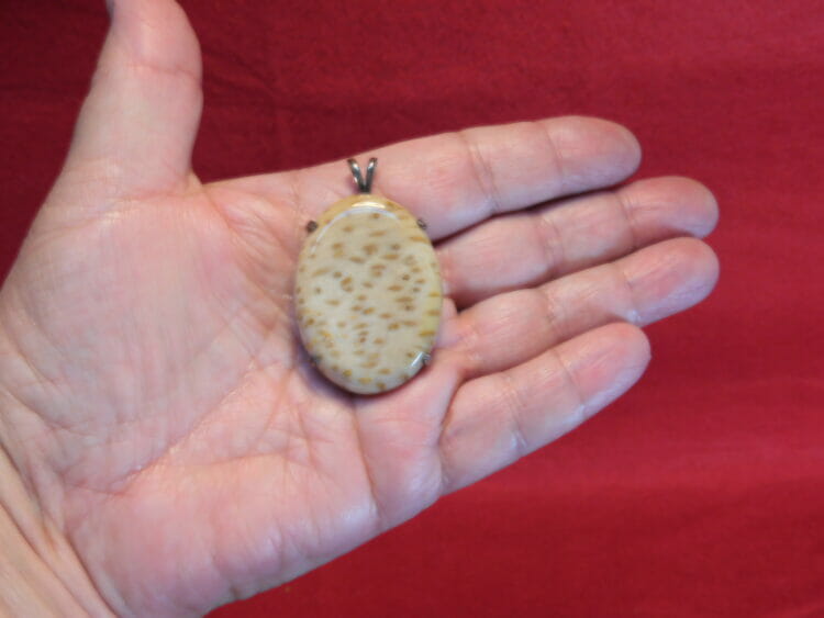 TEXAS PALM WOOD CABOCHON MOUNTED