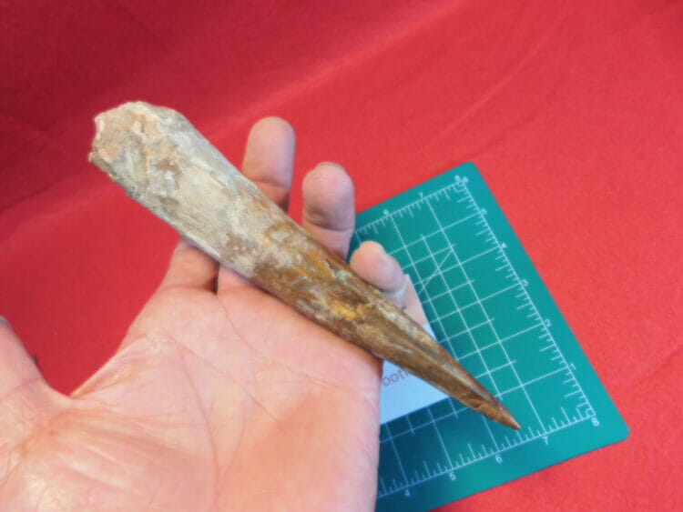 Giant Spinosaurus Tooth