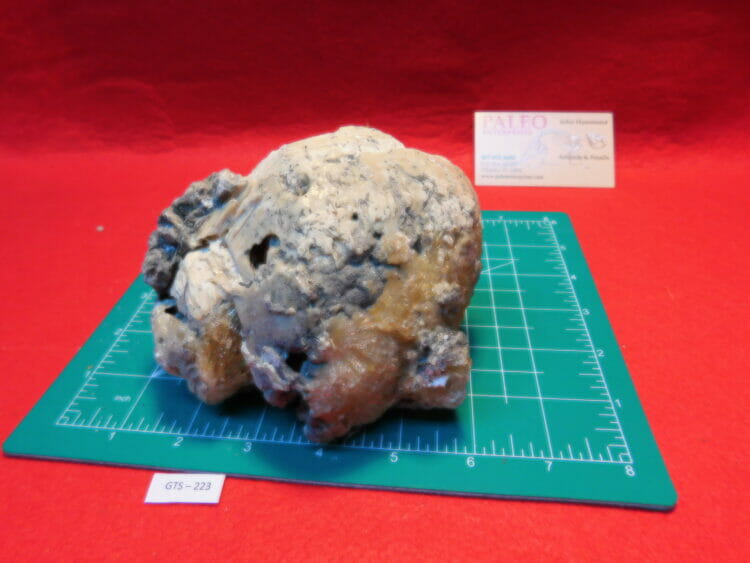 Fossil Calcified Lightening Welk