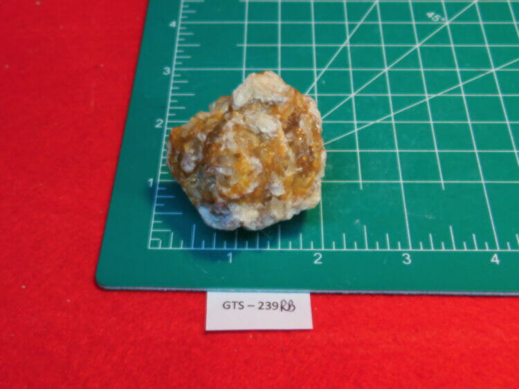 Fossil Calcified Lightening Welk