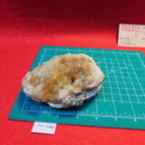 Fossil Shell Calcified Clam