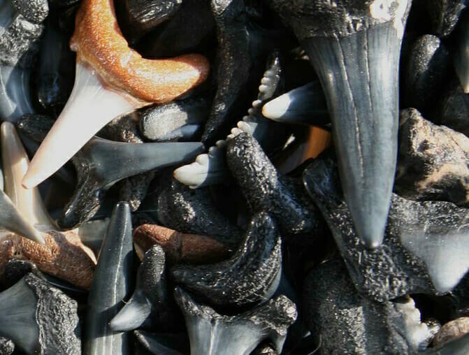 Fossil Shark teeth