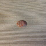 FOSSILIZED TEXAS PALM WOOD CABOCHON