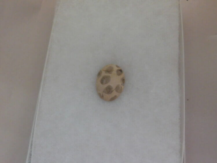 FOSSILIZED TEXAS PALM WOOD CABOCHON