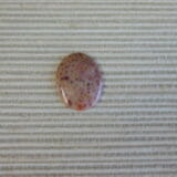 FOSSILIZED TEXAS PALM WOOD CABOCHON