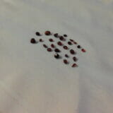 Red Rhodolite Garnet Gemstones