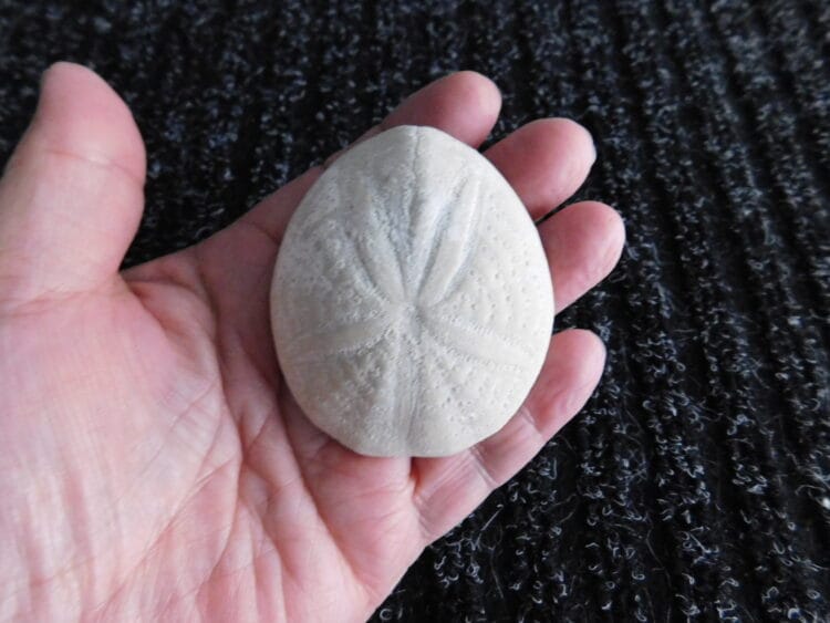 Fossil Sea Urchin Calcified