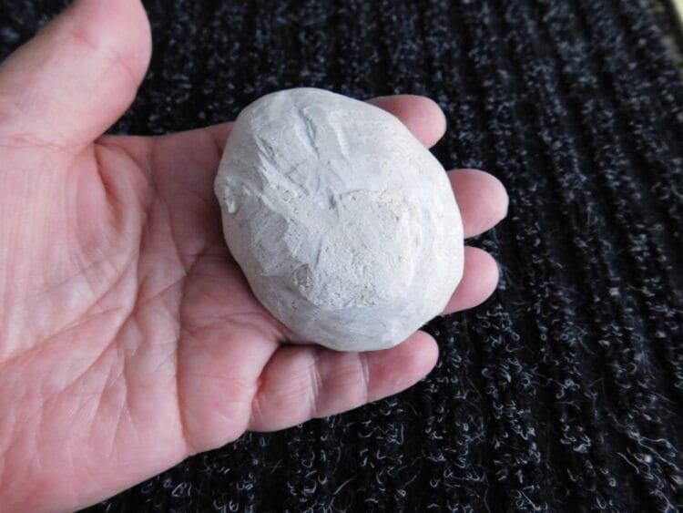 Fossil Sea Urchin Calcified