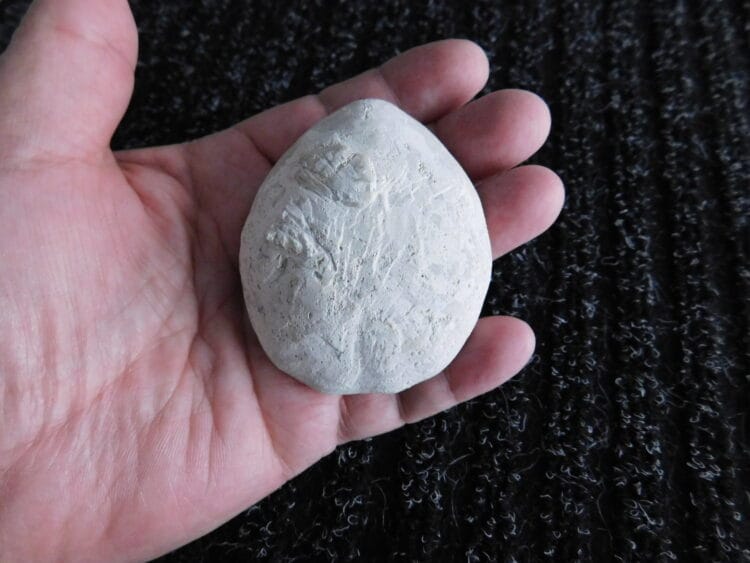 Fossil Sea Urchin Calcified