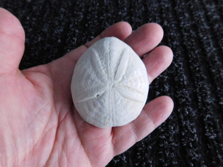 Fossil Sea Urchin Calcified