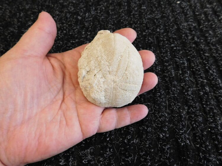 Fossil Sea Urchin Calcified