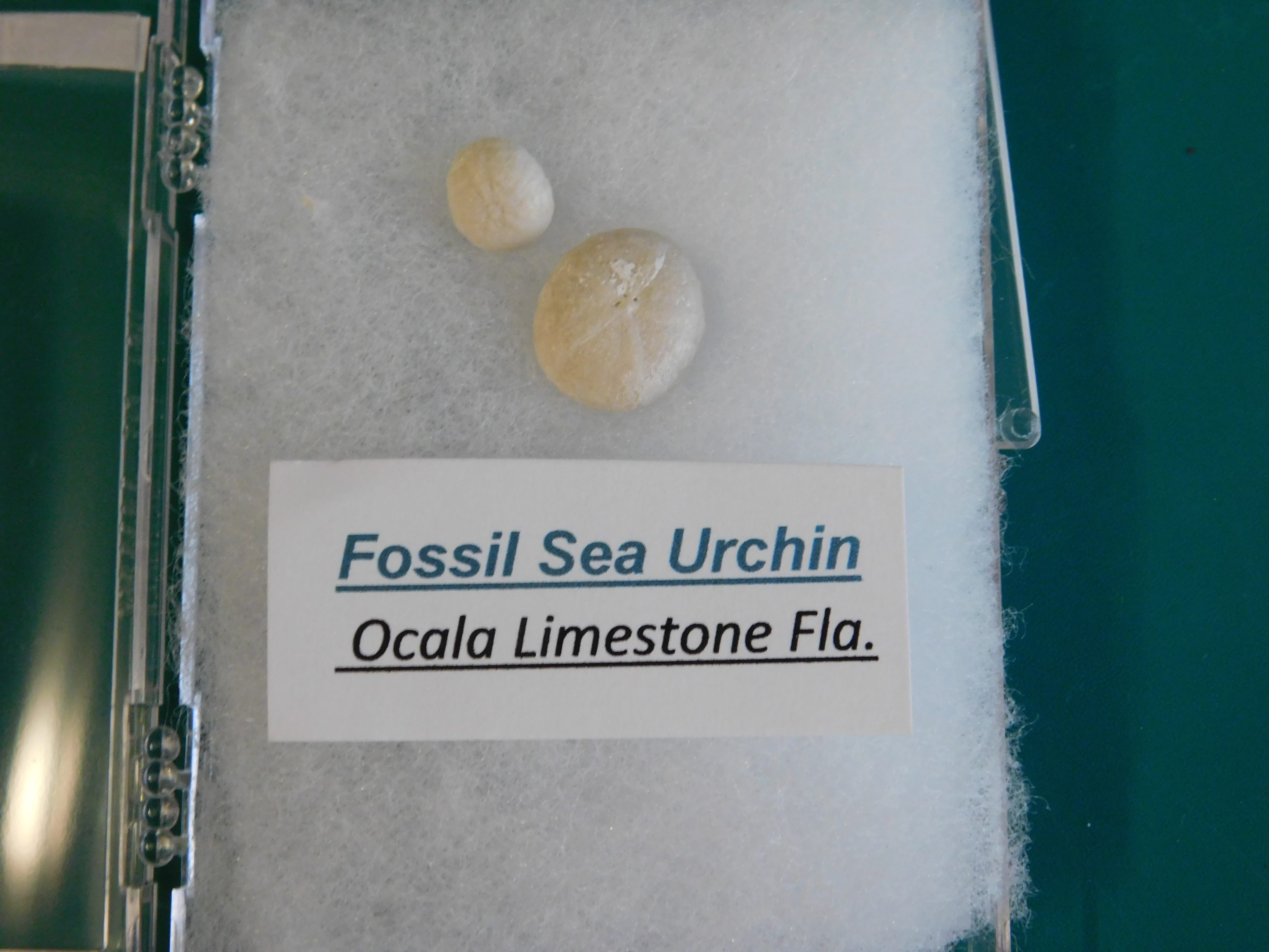 Fossil Sea Urchin Calcified-2 pcs