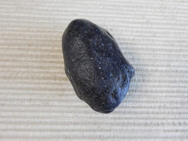 Pliestocene Camel Patella Fossil - Ice Age Florida