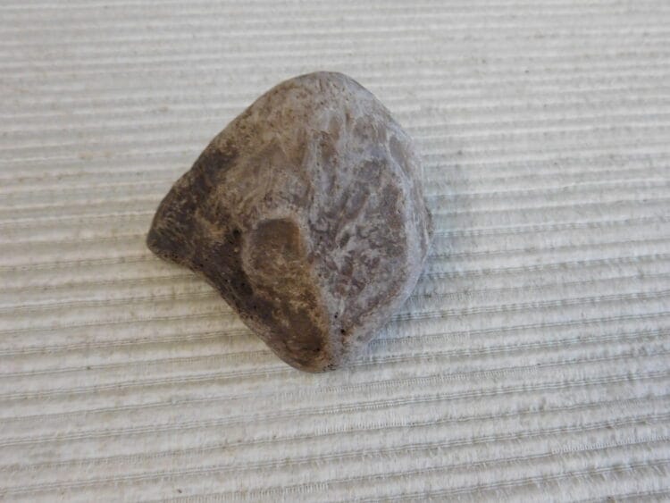 Pliestocene Camel Patella Fossil - Ice Age Florida