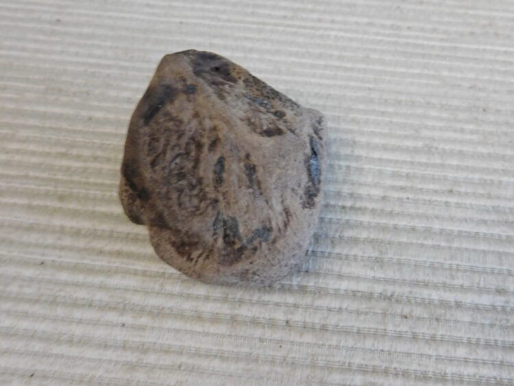 Pliestocene Camel Patella Fossil - Ice Age Florida