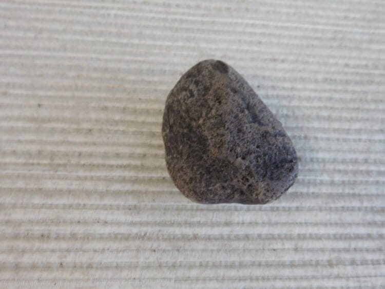 Pliestocene Camel Patella Fossil - Ice Age Florida