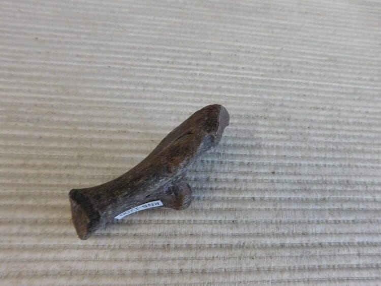 Pliestocene Camel Calaneus Fossil - Ice Age Florida