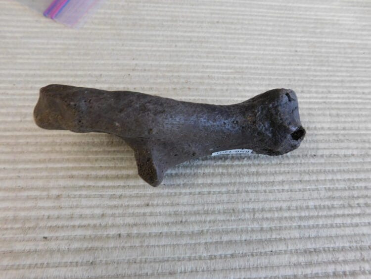 Pliestocene Camel Calaneus Fossil - Ice Age Florida
