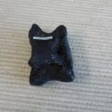Pleistocene Camel Astragalus Fossil - Ice Age Florida