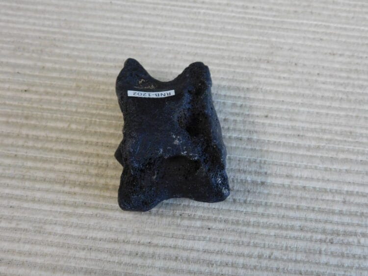 Pleistocene Camel Astragalus Fossil - Ice Age Florida