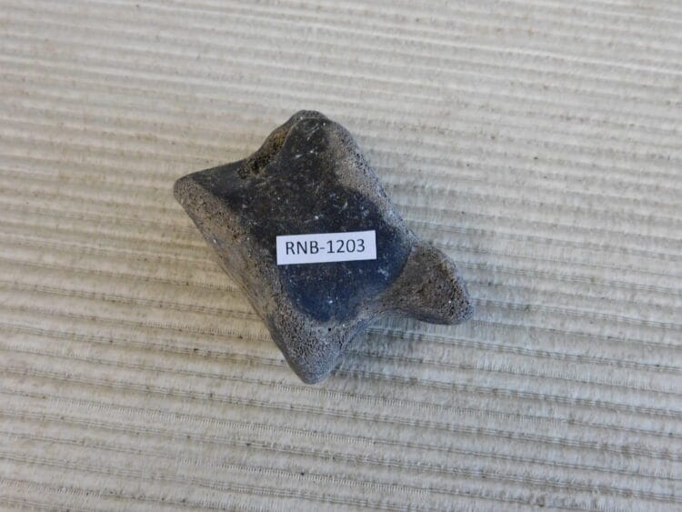Pleistocene Camel Astragalus Fossil - Ice Age Florida
