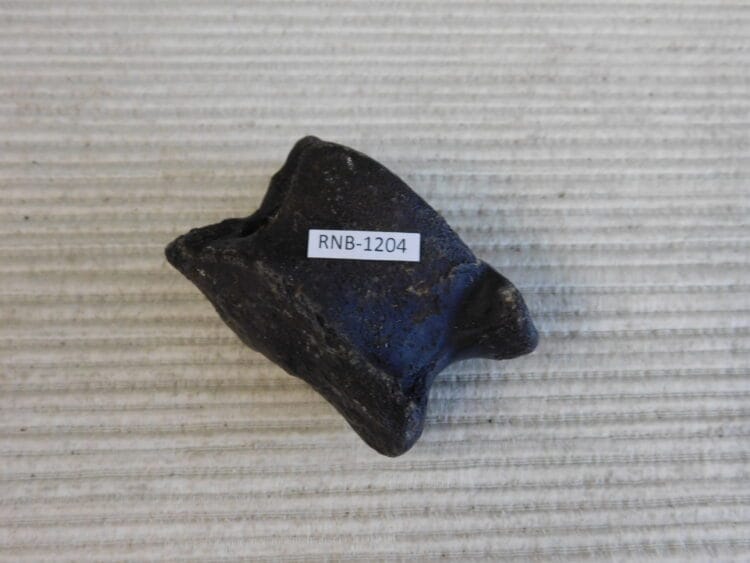 Pleistocene Camel Astragalus Fossil - Ice Age Florida