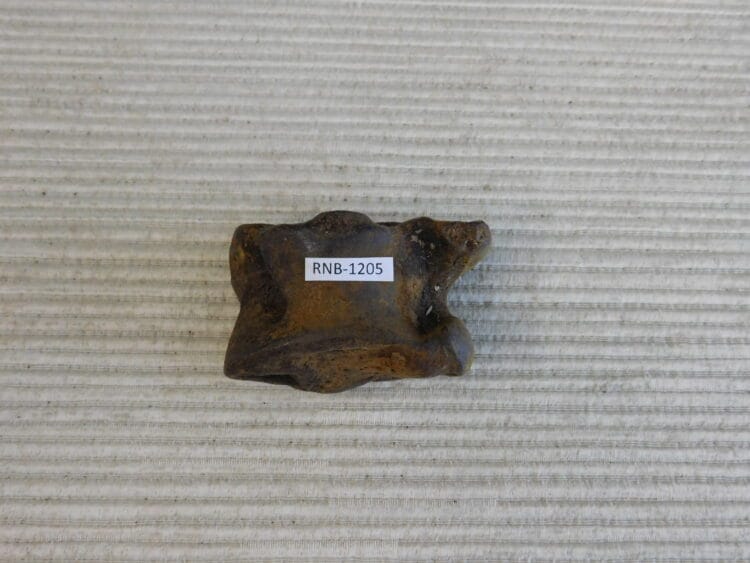 Pleistocene Camel Astragalus Fossil - Ice Age Florida
