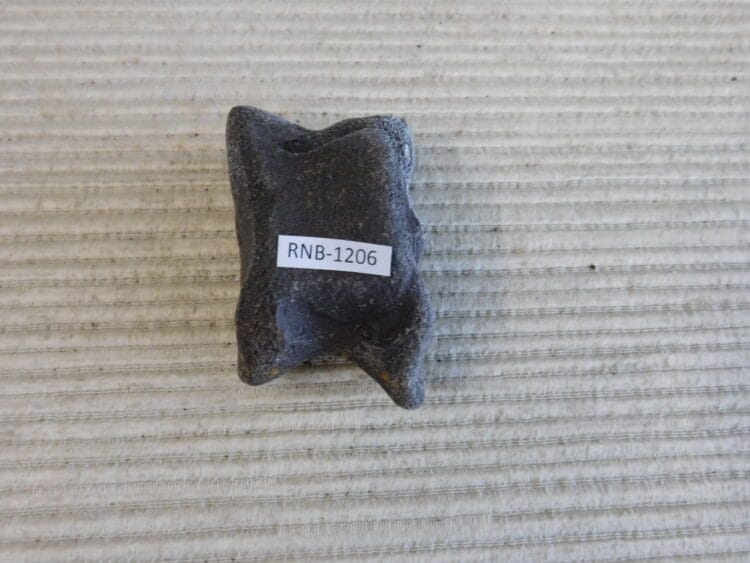 Pleistocene Camel Astragalus Fossil - Ice Age Florida