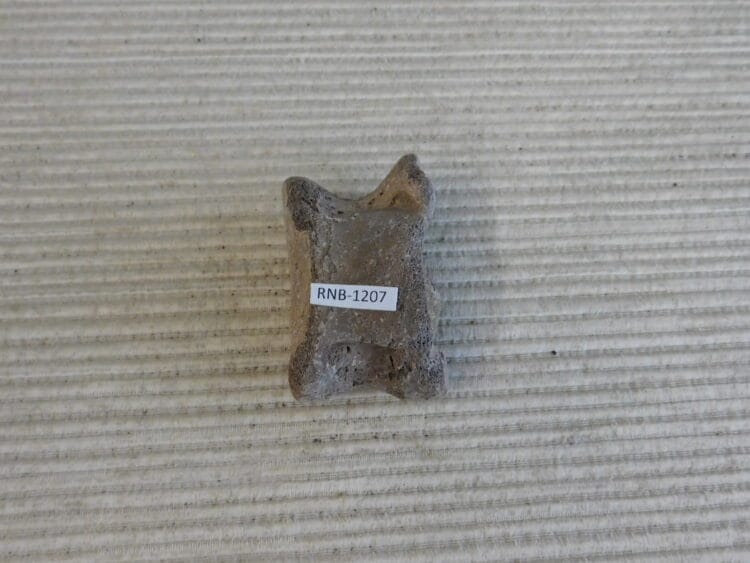 Pleistocene Camel Astragalus Fossil - Ice Age Florida
