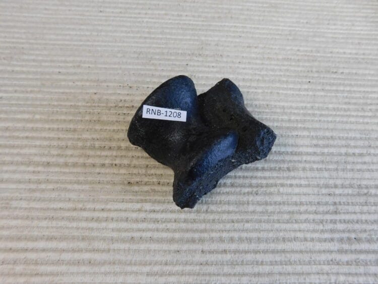 Pleistocene Camel Astragalus Fossil - Ice Age Florida