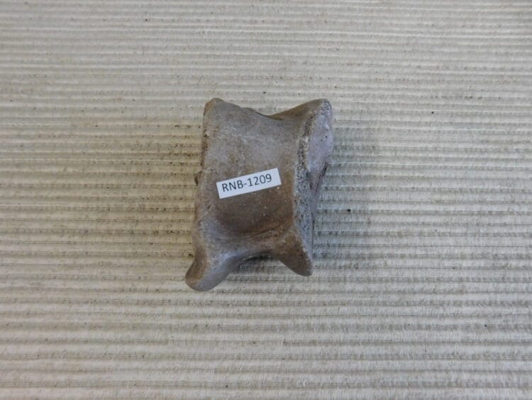 Pleistocene Camel Astragalus Fossil - Ice Age Florida