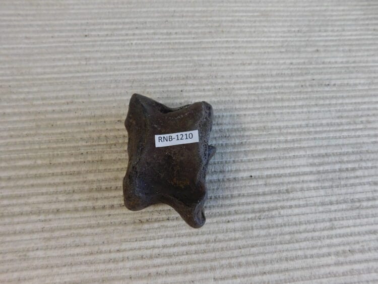 Pleistocene Camel Astragalus Fossil - Ice Age Florida