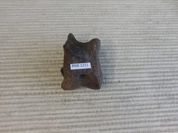 Pleistocene Camel Astragalus Fossil - Ice Age Florida