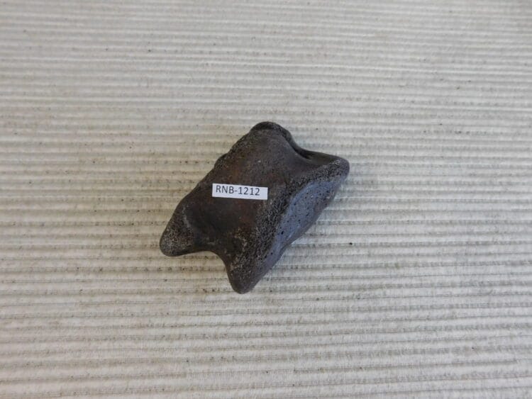 Pleistocene Camel Astragalus Fossil - Ice Age Florida