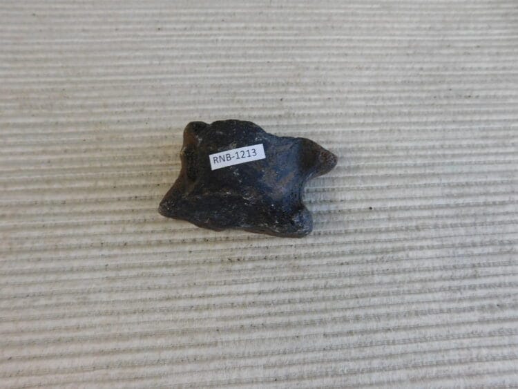 Pleistocene Camel Astragalus Fossil - Ice Age Florida