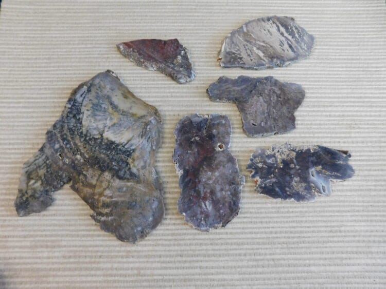 Fossil Cycad Slabs Live Oak Co. Texas