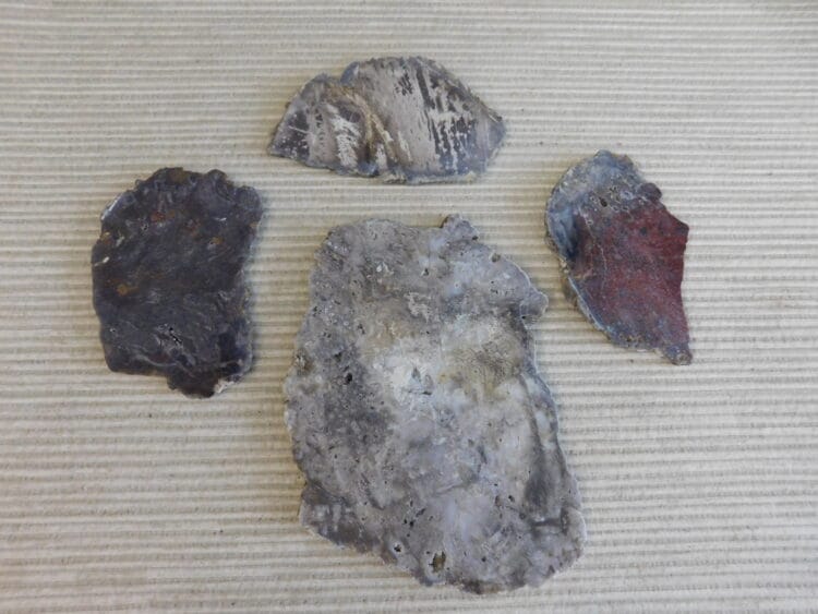 Fossil Cycad Slabs Live Oak Co. Texas