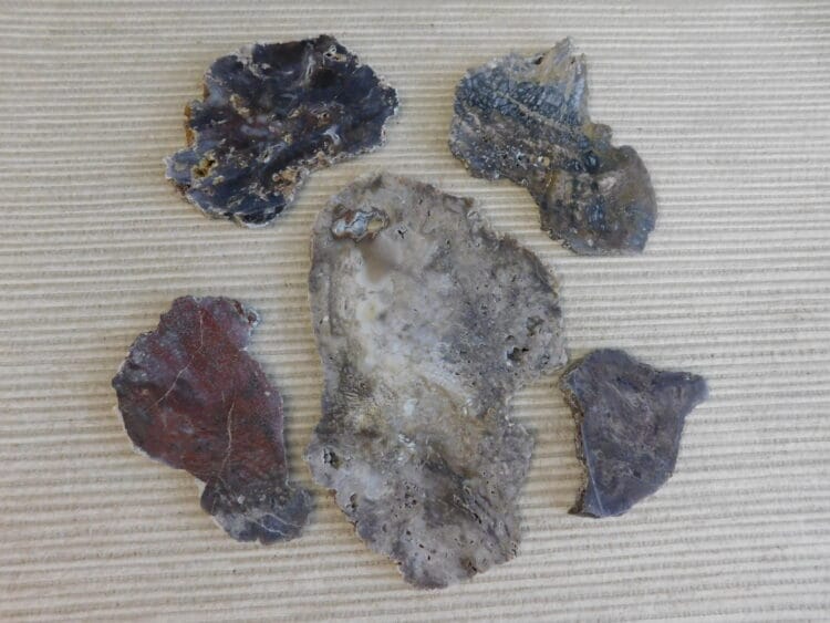 Fossil Cycad Slabs Live Oak Co. Texas