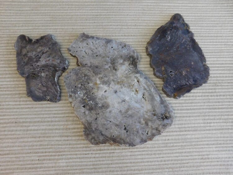 Fossil Cycad Slabs Live Oak Co. Texas