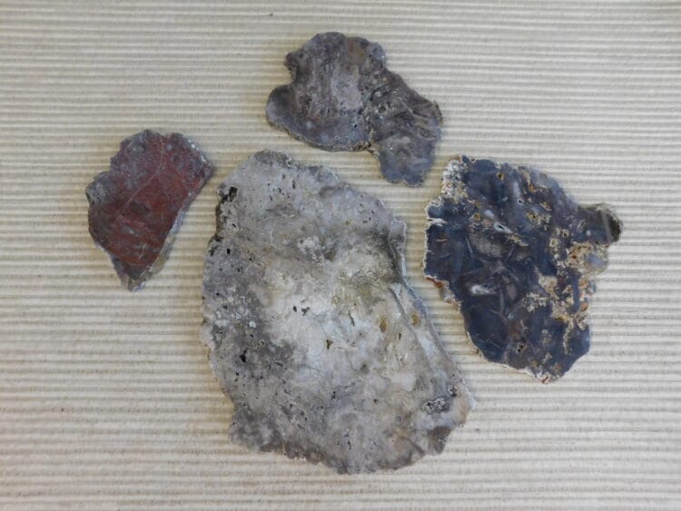 Fossil Cycad Slabs Live Oak Co. Texas