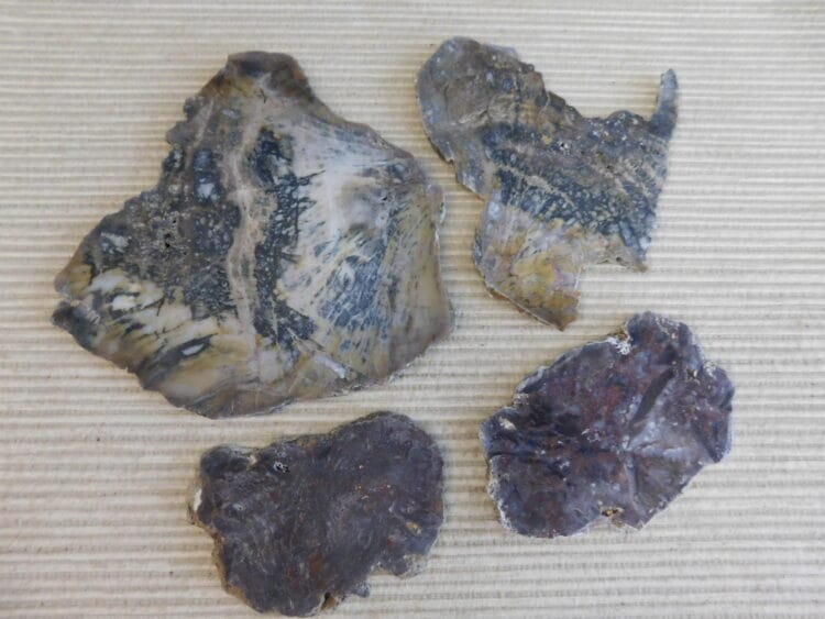 Fossil Cycad Slabs Live Oak Co. Texas