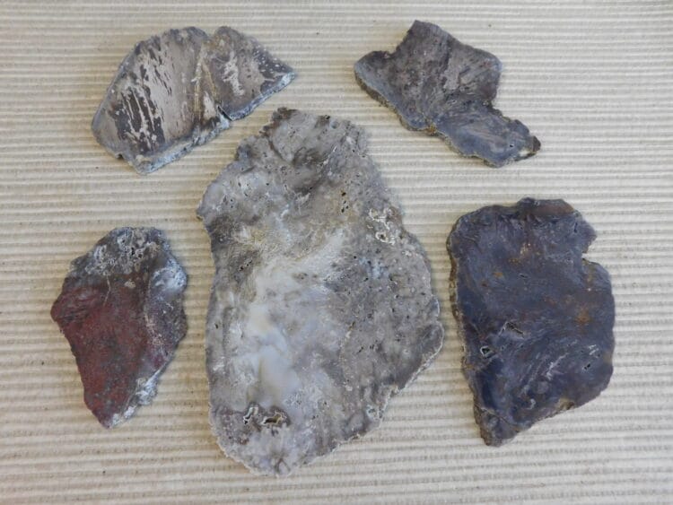 Fossil Cycad Slabs Live Oak Co. Texas