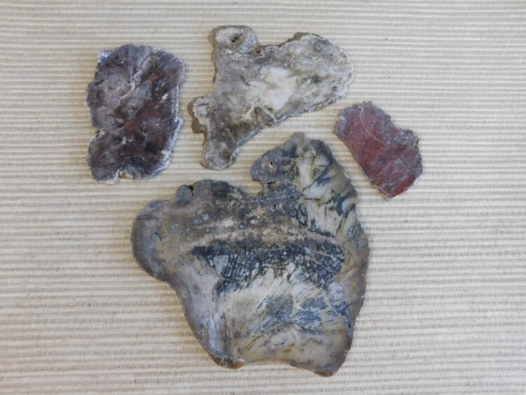 Fossil Cycad Slabs Live Oak Co. Texas