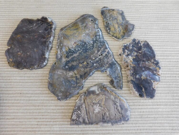 Fossil Cycad Slabs Live Oak Co. Texas