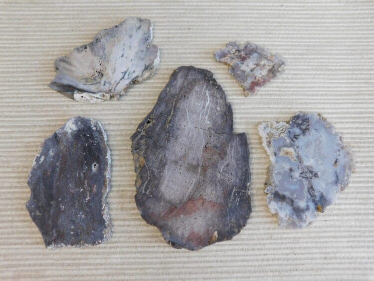Fossil Cycad Slabs Live Oak Co. Texas